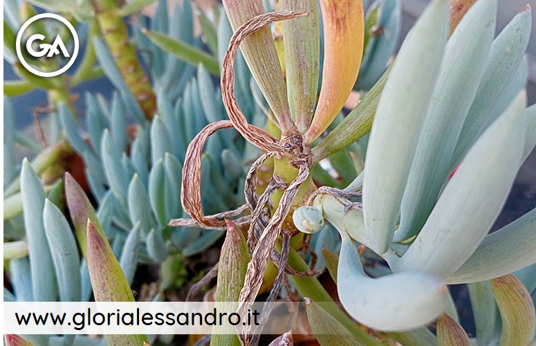 Senecio mandraliscae