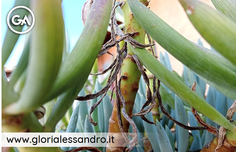 Senecio mandraliscae