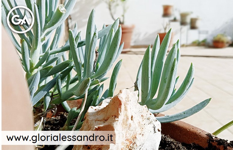 Senecio mandraliscae