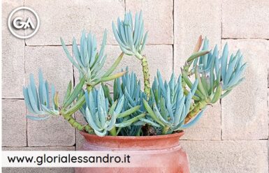 senecio mandraliscae